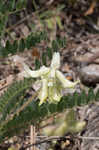 Tennessee milkvetch